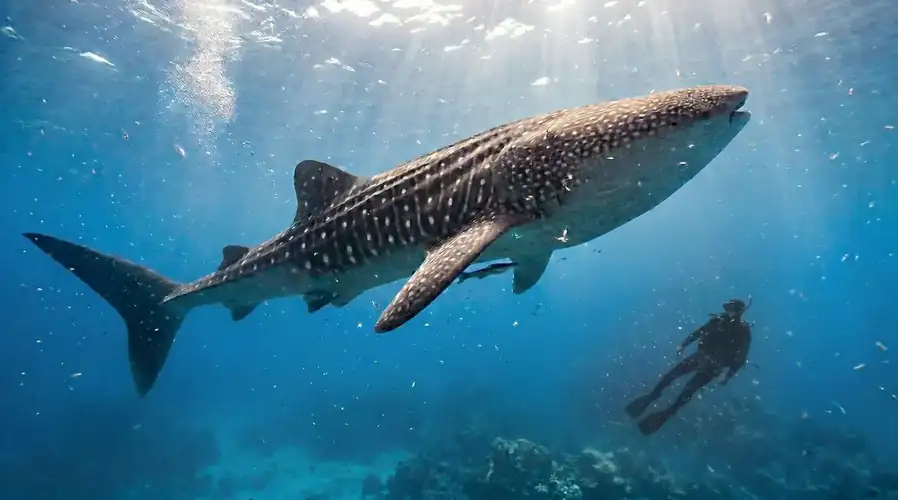 Scuba diving session at the renowned Sipadan Island Sky Water Villas